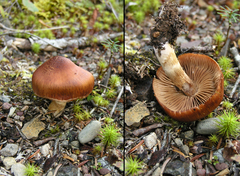 Cortinarius illuminus