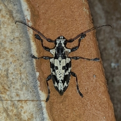 Steirastoma marmoratum