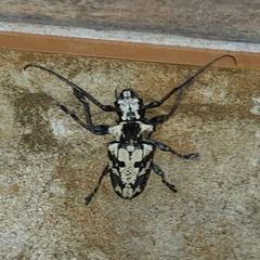 Steirastoma marmoratum