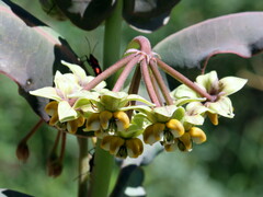 Asclepias elata