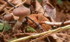 Cortinarius nigrocuspidatus