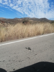 Spilogale gracilis