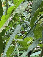 Basiliscus galeritus