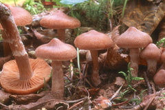 Cortinarius hemitrichus
