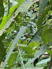 Basiliscus galeritus