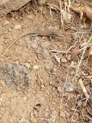 Gallotia caesaris gomerae