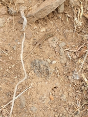 Gallotia caesaris gomerae