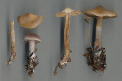 Cortinarius hemitrichus