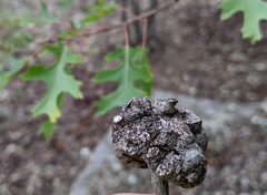 Callirhytis quercuspunctata