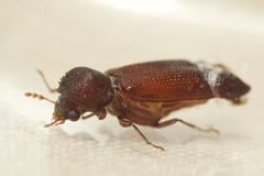 Bostrichidae