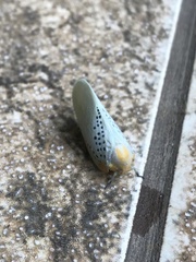 Poekilloptera phalaenoides