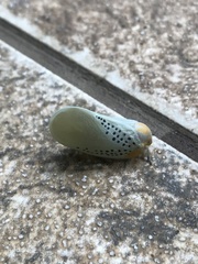 Poekilloptera phalaenoides