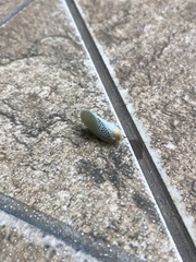 Poekilloptera phalaenoides
