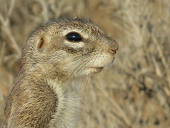 Geosciurus inauris