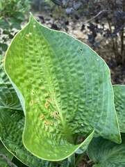 Hosta sieboldiana