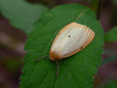 Cybosia mesomella