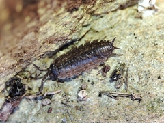 Porcellionidae