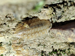 Lucasius pallidus
