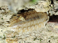 Lucasius pallidus