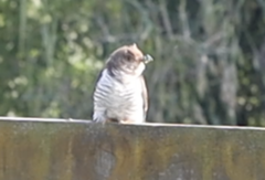 Chrysococcyx lucidus lucidus