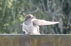 Chrysococcyx lucidus lucidus