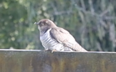 Chrysococcyx lucidus lucidus