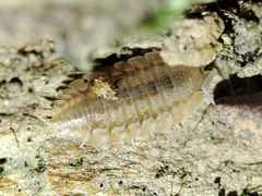 Lucasius pallidus