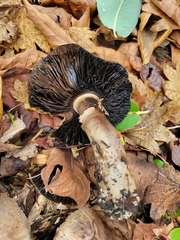 Agaricus deardorffensis
