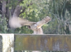 Chrysococcyx lucidus lucidus