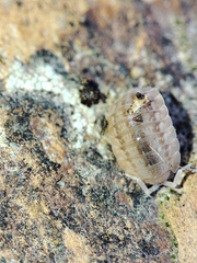 Lucasius pallidus