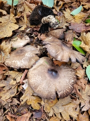 Agaricus deardorffensis