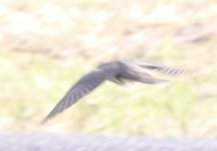 Chrysococcyx lucidus lucidus