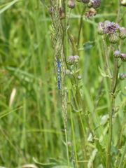 Coenagrion scitulum