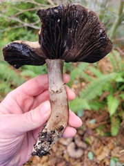 Agaricus deardorffensis