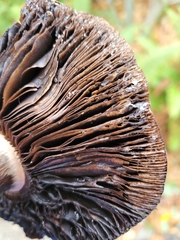 Agaricus deardorffensis