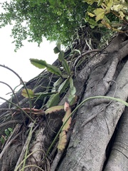 Rhipsalis pachyptera