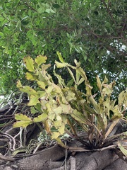Rhipsalis pachyptera