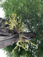 Rhipsalis pachyptera