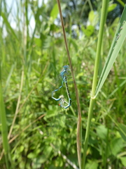 Coenagrion scitulum