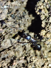 Tanaemyrmex