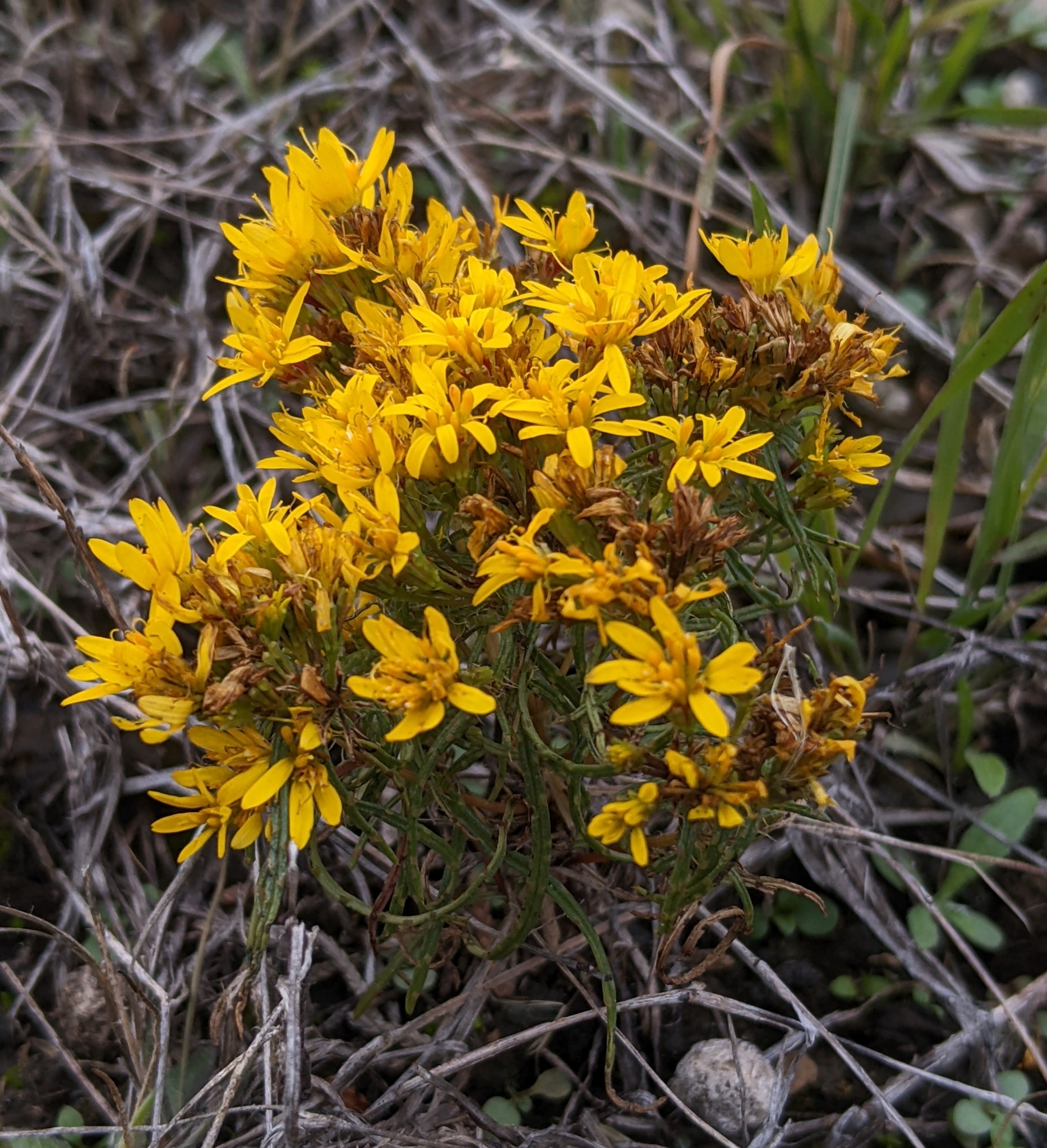 Pectis angustifolia var. fastigiata