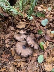 Agaricus deardorffensis