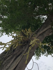 Rhipsalis pachyptera