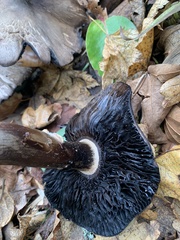 Agaricus deardorffensis