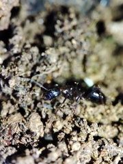 Tanaemyrmex