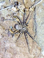 Hersiliola