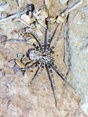 Hersiliola