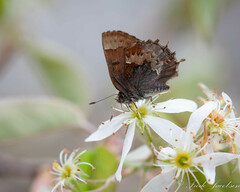 Callophrys henrici