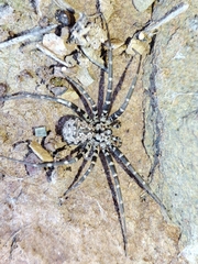 Hersiliola
