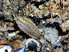 Proporcellio